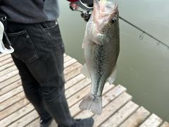 -新怡路亚垂钓园