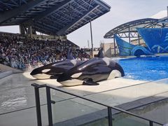 -上海海昌海洋公园