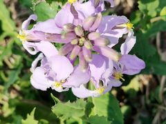 -天津东丽湖风景区