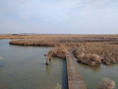-盐城丹顶鹤湿地生态旅游区