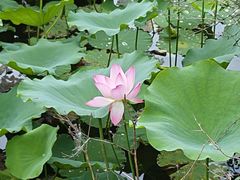 -荔湾湖公园