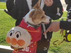 -江湾体育中心游泳馆