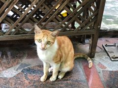 -光明刘冰乳鸽店(光明法政北路店)