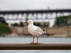 -悉尼歌剧院