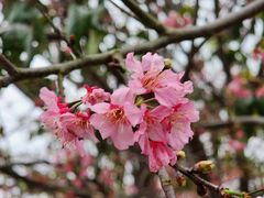 -天适樱花悠乐园