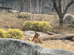 -武汉动物园