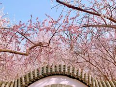 -桃花堤公园