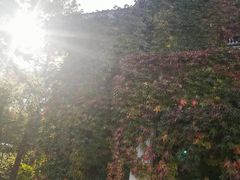 -黑龙江省森林植物园