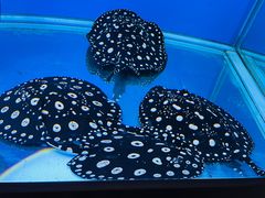 -御唐府海珊瑚主题餐厅