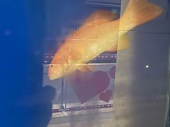 -余欢领鲜火锅(新街口店)