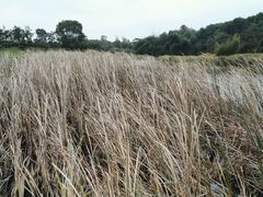 -艾溪湖湿地公园