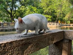 -西园戒幢律寺