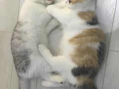 -喵的天空名猫咖啡馆·撸猫·猫舍·用品