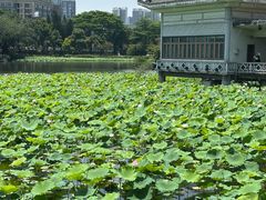-荔湾湖公园