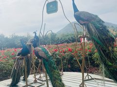-亚龙湾国际玫瑰谷