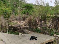 -大岭沟猕猴桃谷风景区