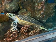 -上海海洋水族馆