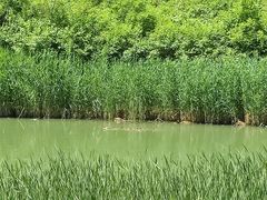-丁香湖公园
