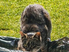 -傣妹火锅(新桥店)