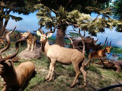 -国家自然博物馆