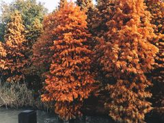 -溱湖国家湿地公园