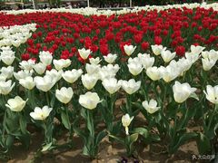 -石家庄市植物园