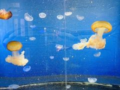 -重庆欢乐海底世界