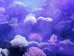 -左海海底世界