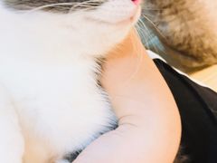 -momokira米努特·德文卷毛猫·棉花面纱犬