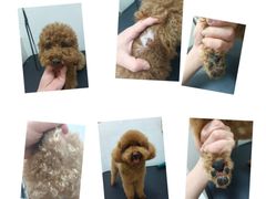 -悠尼宠物·独立低压伊珊娜洗护·美容·寄养(兰谷路店)