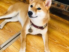 -柴犬高等学院·狗咖·柴犬售卖·宠物训练