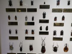 -上海昆虫博物馆
