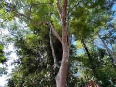 -中国科学院西双版纳热带植物园