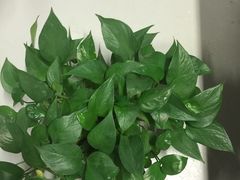 -曲阳花鸟市场(曲阳路店)