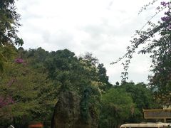 -莫里热带雨林景区