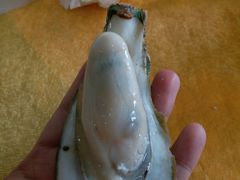 生蚝88蚊一哒-蚝专家(北滘店)