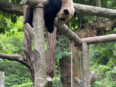 -都江堰中华大熊猫苑