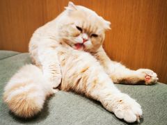 -CAT’S MEWSTAR CAFE·喵星球猫屋(晴湾咖啡店)