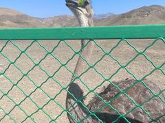 -新疆天山野生动物园