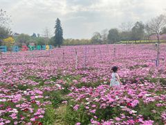 -天适樱花悠乐园