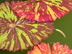 -国家植物园南园