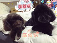 -小呆的宠物店·宠物售卖·宠物寄养(城西店)