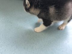 -瑞鹏宠物医院·爱宠堂·骨外专科(西荷分院)