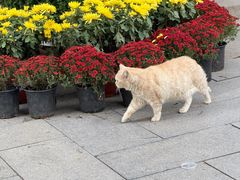 -仿膳饭庄·宫廷风味(百年传承店)