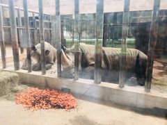 -石家庄市动物园