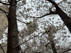 -高东镇樱花园