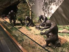 -北京周口店北京人遗址博物馆