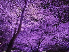 -西北湖绿化广场