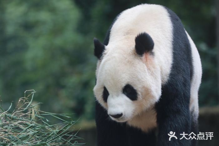 中国大熊猫保护研究中心雅安碧峰峡基地图片