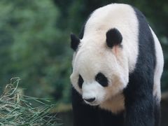 -中国大熊猫保护研究中心雅安碧峰峡基地